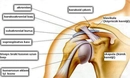 Ön Omuz Ağrısı Belirtileri ve Tedavisi Ön Omuz Ağrısı Belirtileri ve Tedavisi