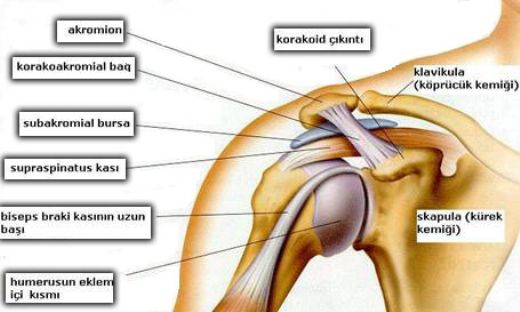 Sol Omuz ve Kol Ars