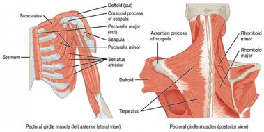 Omuz Anatomisi